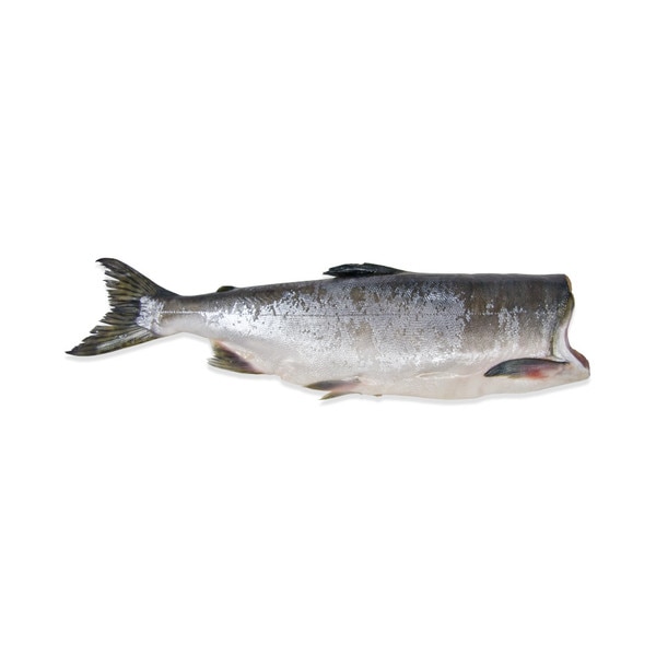 Whole Pink Salmon