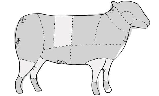 Chart of cow with cuts for lamb shank recipe