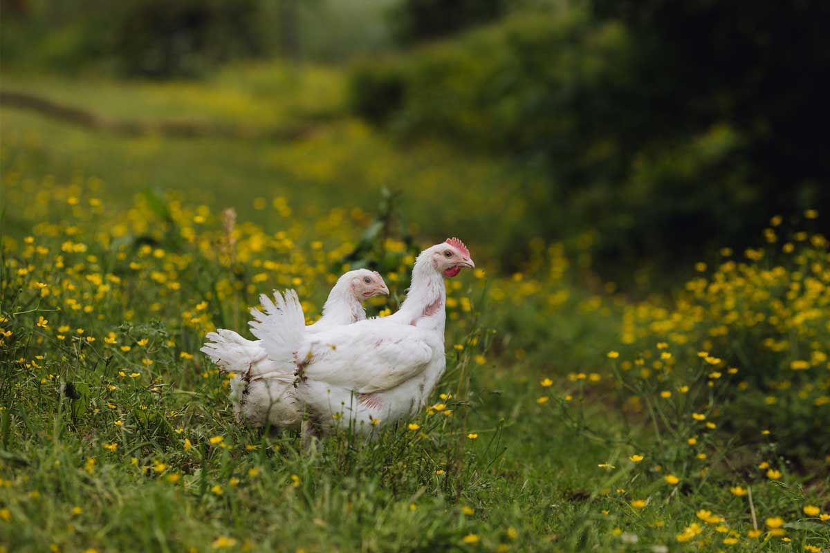 2 chickens in grass
