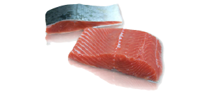 Coho Salmon Species