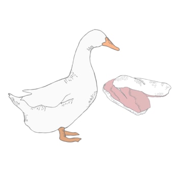 duck illustration