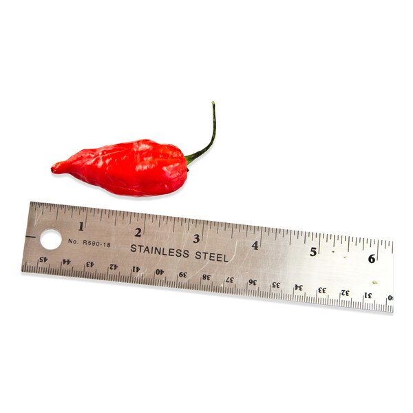 Fresh Ghost Chiles-2