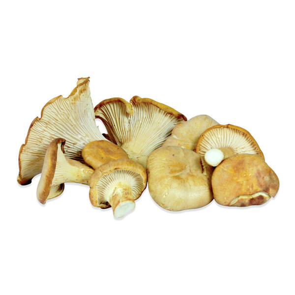 Fresh Wild Chanterelle Mushrooms