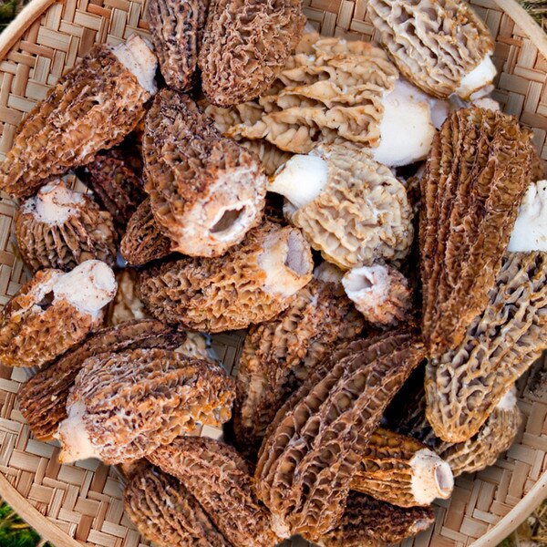 Fresh Wild Morel Mushrooms-3