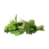 Stinging Nettles