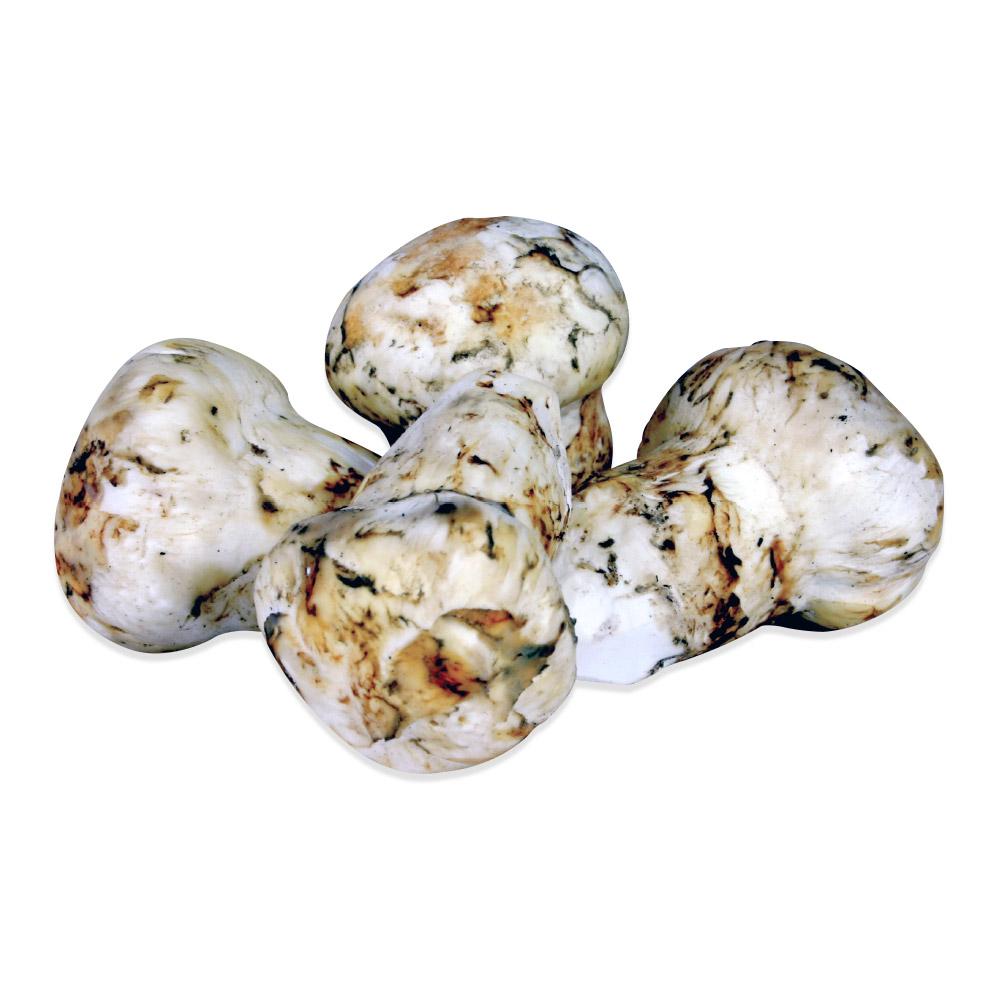 Fresh Wild Matsutake Mushrooms Marx Foods