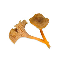 Fresh Wild Yellowfoot Mushrooms