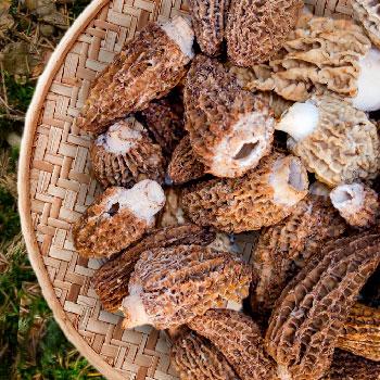 plated morels