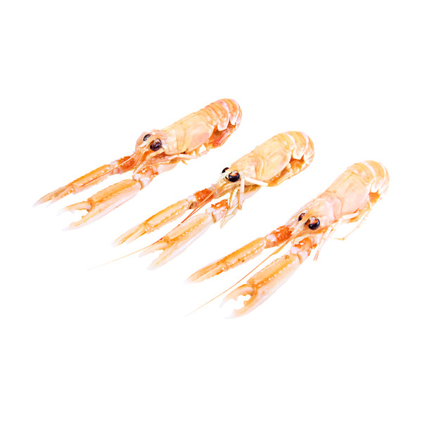 Langoustine (Norway Lobster)-1