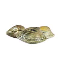 Quahog clam