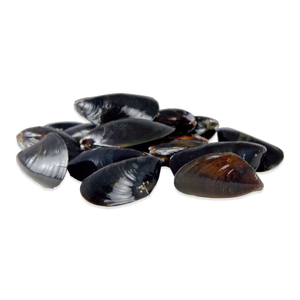Live Mediterranean Mussels Marx Foods