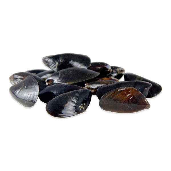 Mediterranean Mussels in their shells