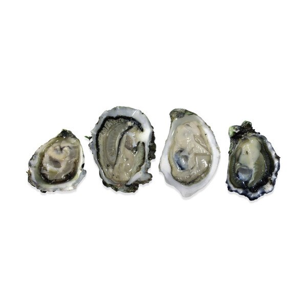 Pacific Oyster Sampler