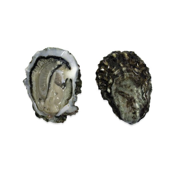 Live Pacific Oysters for Sale Marx Foods