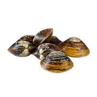 Mahogany clam