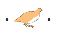 pig drawing