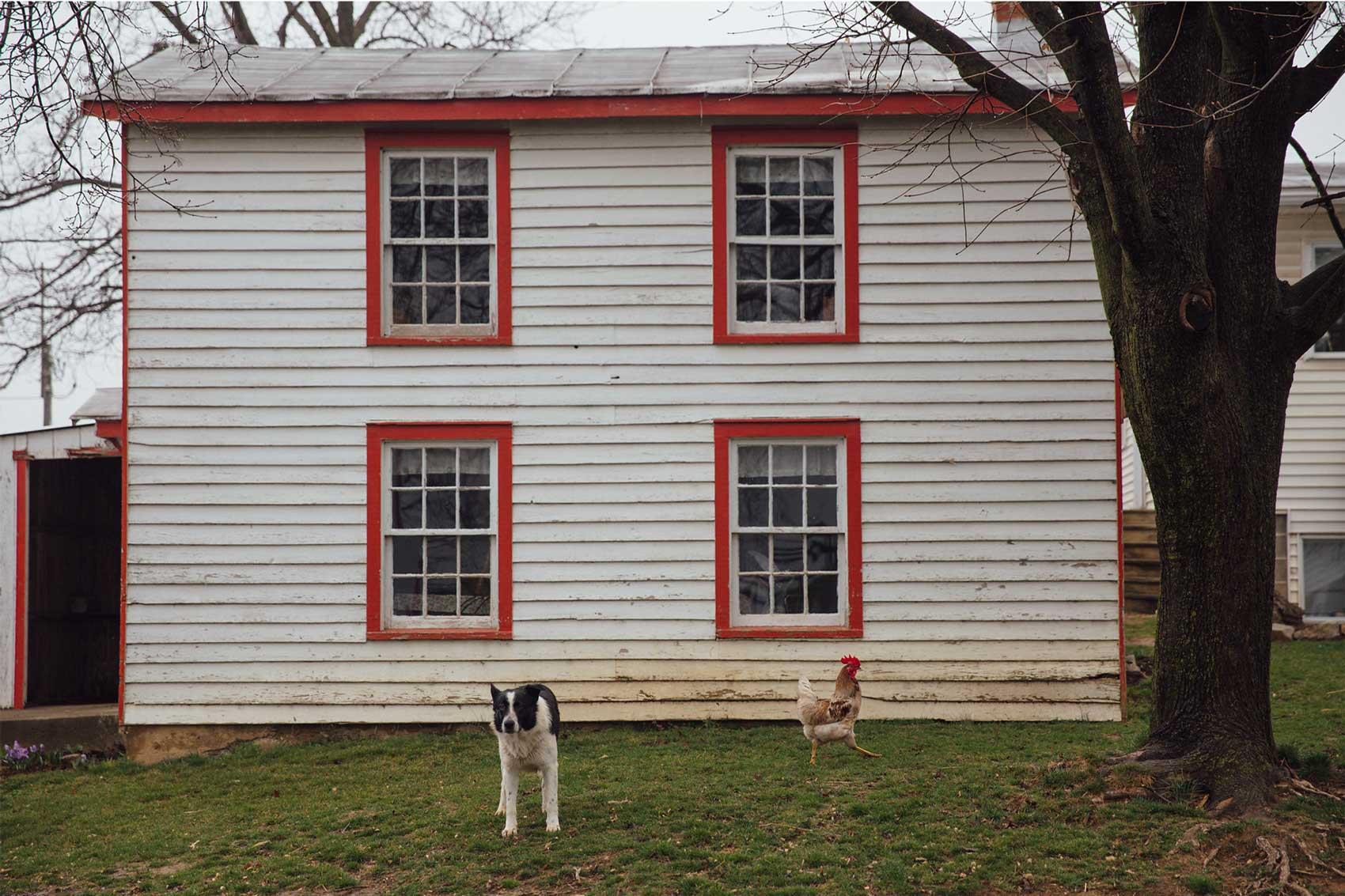 farmhouse with dog and rooster