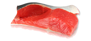 Sockeye Salmon Species