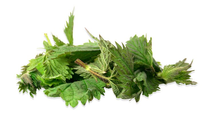 Stinging Nettles