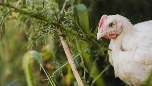 white chicken hiding in grass