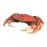 one whole cooked Dungeness crab