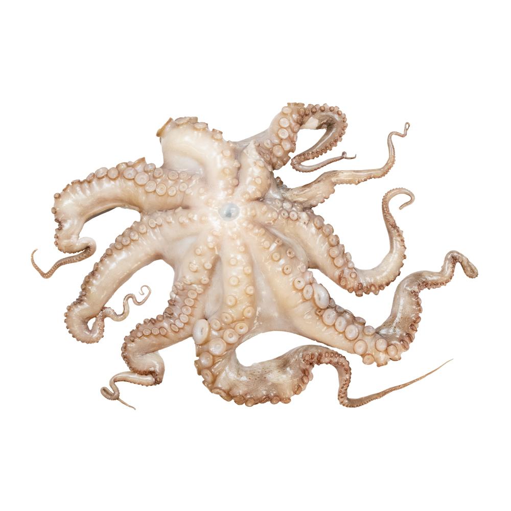Whole Spanish Octopus
