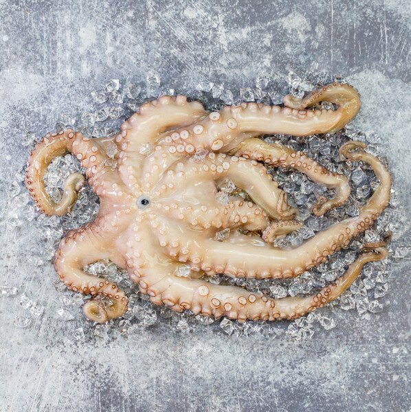 whole raw octopus on ice