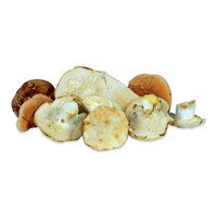 Raw fresh wild hedgehog mushrooms