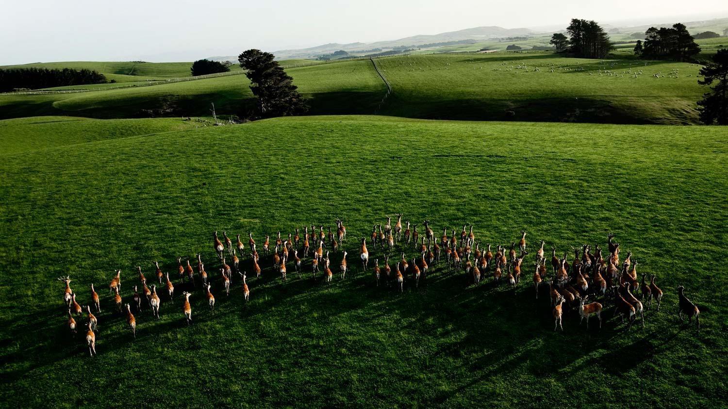 Free-Range Pasture-Raised New Zealand Venison 